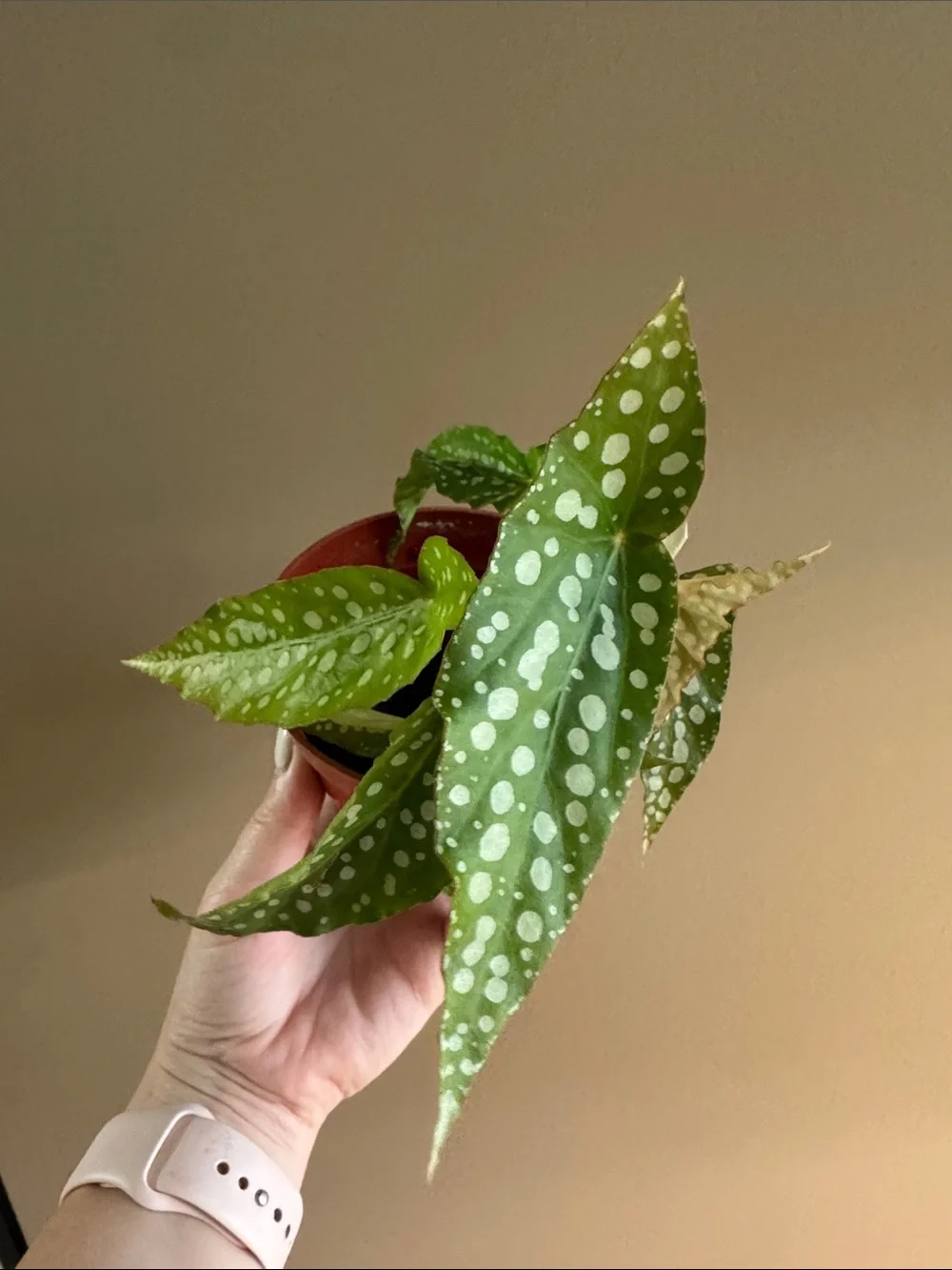 Begonia Maculata Polka Dot Plant - Rooted